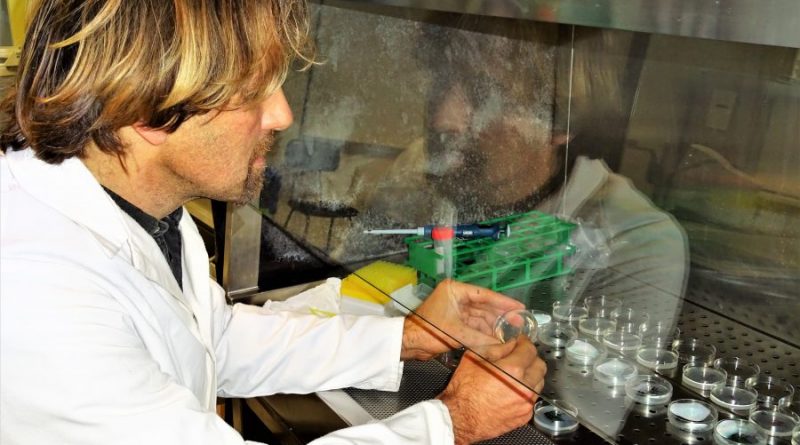Stammzellen und ihre Entwicklung visualisiert Bioinformatiker Matthias Futschik von der Universität der Algarve