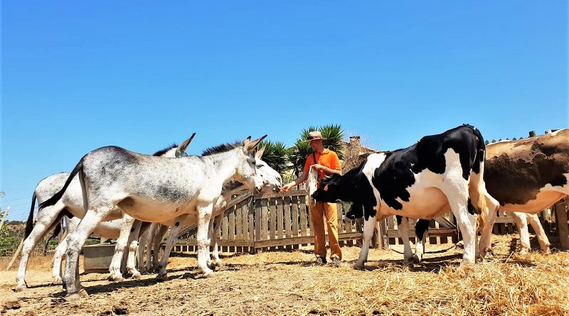 Robert Nestmann füttert Esel und Kühe auf dem Bio-Hof bei Lagos