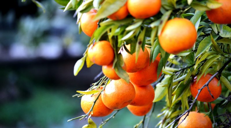 Algarve-Zitrusfrüchte werden dominiert von der besonders schmackhaften und süßen Orange